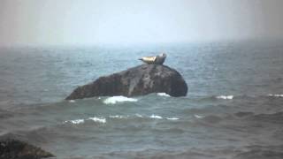 preview picture of video 'Observation des Loup-marins à Pointe-de-l'Église - Seal Watching in Church Point, Nova Scotia'
