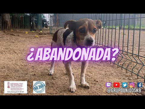 ¿ABANDONADA? #bienestaranimal #adopta #abandono #stopabandonos #valencia #perros #alzira