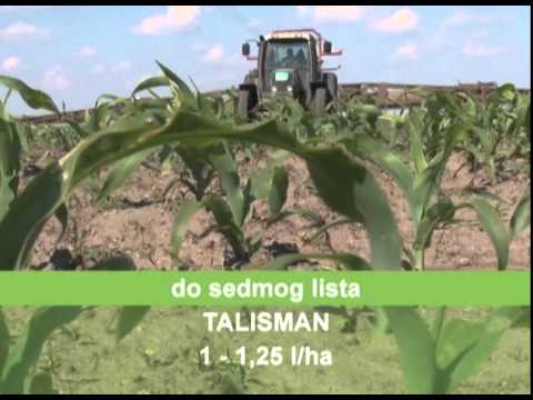 Korektivno tretiranje kukuruza, Galenika fitofarmacija   U nasem ataru 536