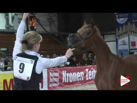 N.9 VH SANJANAA - Wels 2016 - Yearling Fillies (Class 1B)