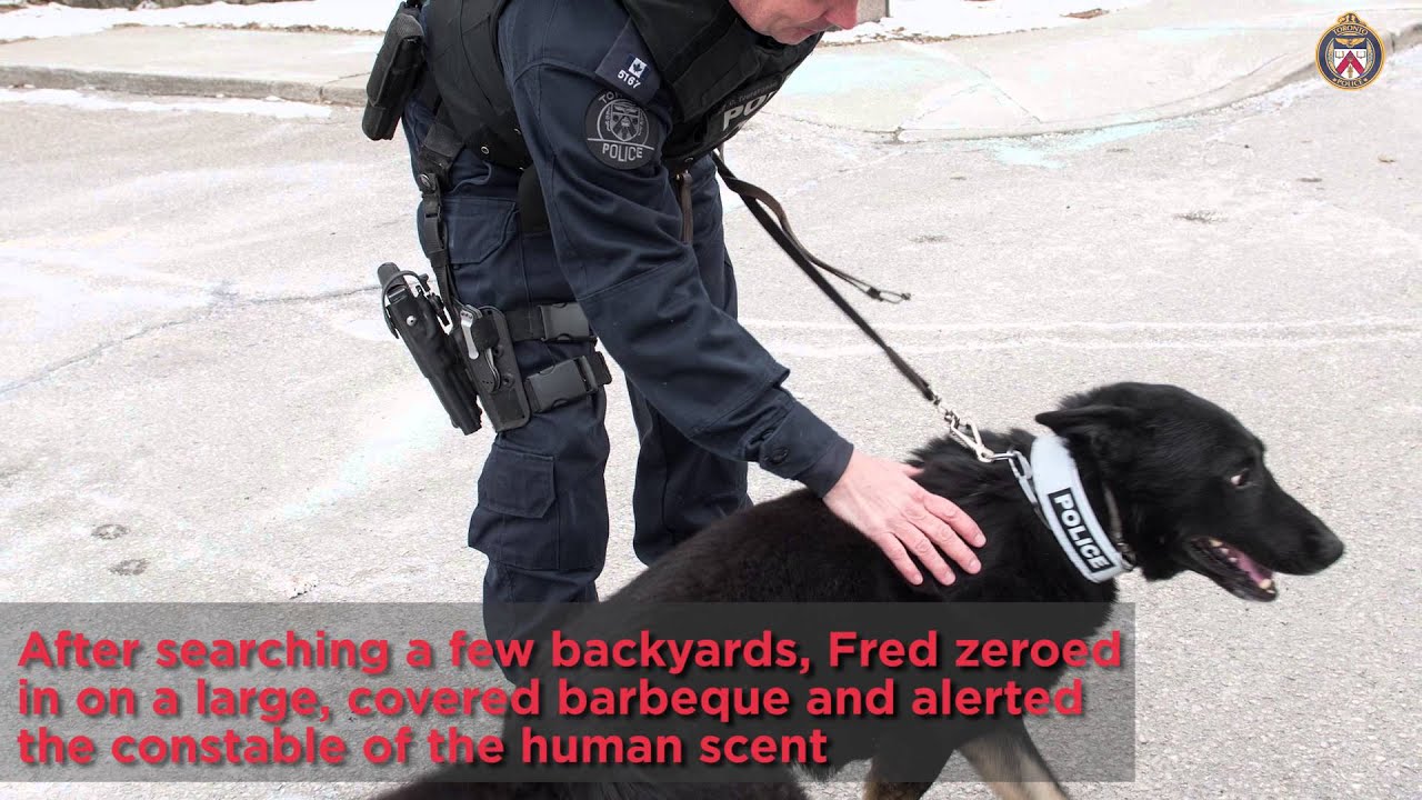 Constable Craig Tourangeau and Police Dog Fred make an arrest of a break-and-enter suspect