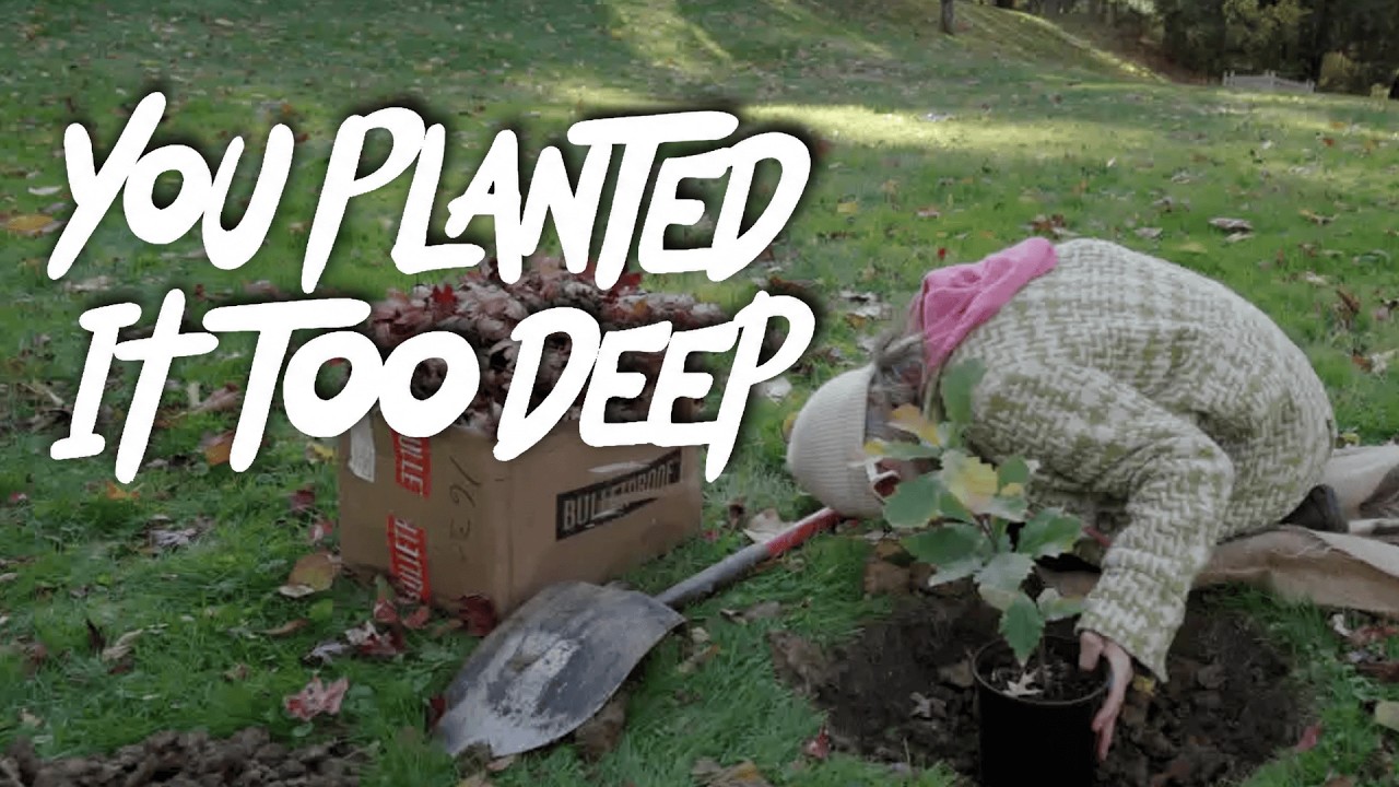 How to Plant a Tree the Right Way (Don’t Make This Mistake)