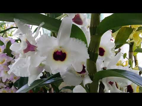March Indoor Garden Update (1 of 2 part)/Dendrobium Nobiles Extravaganza.
