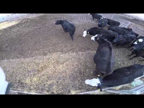 download lagu mp3 mp4 Bred Cows For Sale Alberta, download lagu Bred Cows For Sale Alberta gratis, unduh video klip Bred Cows For Sale Alberta