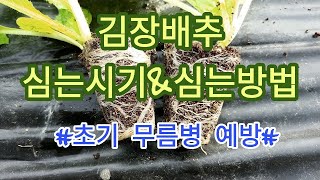 [배추재배] 김장배추 심는시기&심는방법 :생육초기 무름병 방제
