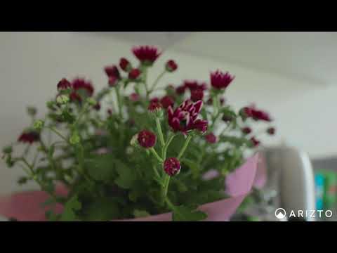 2/169 Portland Road, Remuera - Arizto