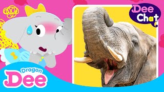 BOOM!! Why do Elephants fart SO loud? 💨 | Fun facts about elephant 🐘 |  Animal Songs 🐾 | Dragon Dee
