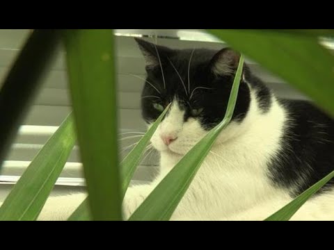 Chacun cherche son chat