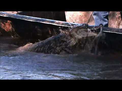 Swamp People new-season trailer still — boats slice through fog at dawn on the bayou