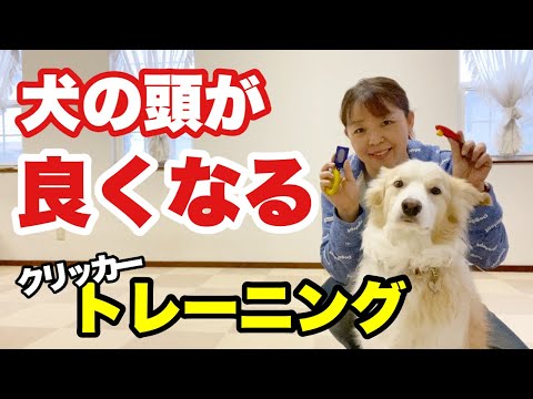 訓練中に犬用クリッカーを持ち歩く