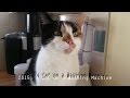 2015 A Cat On A Washing Machine