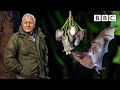 Sir David Attenborough Witnesses A MAGICAL Moment The Green Planet BBC