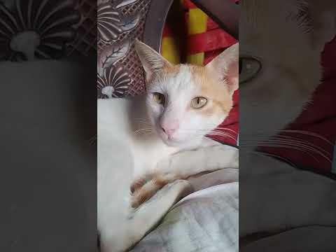 വലുതായി എന്നു പറഞ്ഞിട്ട് ഒരു കാര്യവും ഇല്ലാ ഈ ചക്കര ❤️❤️