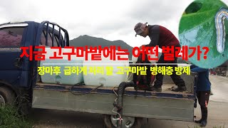 지금 고구마밭에 어떤 벌레가.   병해충 방제약과 효과적인 방제방법