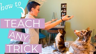How to Teach Dog tricks (3 Cool Tricks to Teach Your Dog!) //THE KIND CANINE