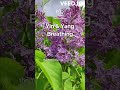 Soft Landing - Yin & Yang Breathing