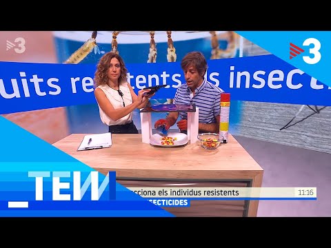 Els mosquits tigre es fan resistents als insecticides - Tot es mou