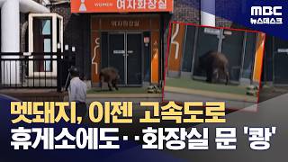 멧돼지, 이젠 고속도로 휴게소에도‥화장실 문 '쾅' (2026.04.20/뉴스데스크/MBC)