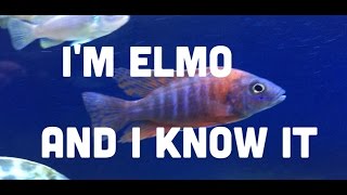 I'm Elmo And I Know It