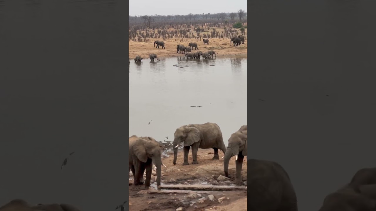 Elephants in LARGE numbers