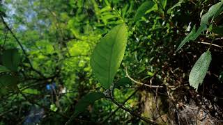 Download lagu Video mentahan pemandangan alam tanpa suara no copyright ‼️ mp3