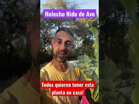 , title : 'TODOS LA QUIEREN En CASA! Planta Helecho NIDO De AVE 🐦+REPRODUCCIÓN!'