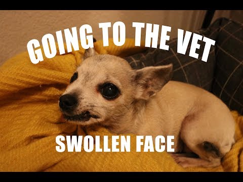 GOING TO THE VET WITH A SWOLLEN FACE