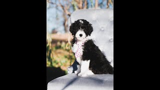 Video preview image #7 Bordoodle Puppy For Sale in STRAFFORD, MO, USA
