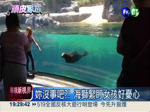 不捨女孩摔跤 海獅"擔憂"足感心