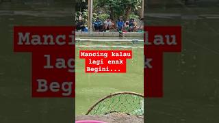 Download lagu Fishing strike #shorts #shortsvideo #shortsvideofishing #fishing #strike #mancingmania mp3 Download lagu Fishing strike #shorts #shortsvideo #shortsvideofishing #fishing #strike #mancingmania mp3