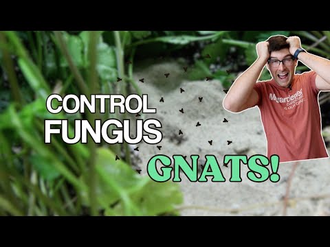 5 EASY Ways to WIN Against Fungus Gnats