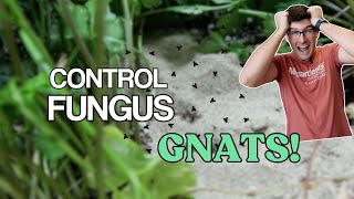 5 EASY Ways to WIN Against Fungus Gnats