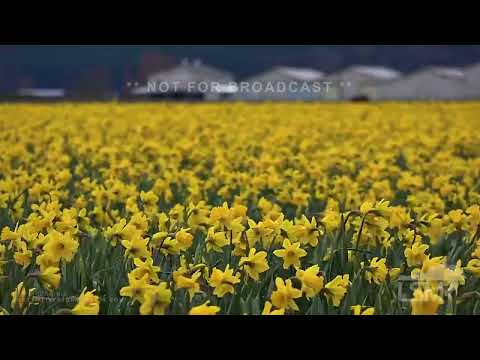 Dancing Spring Daffodils in Washington State 03-14-2022