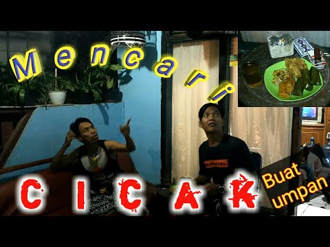 cara-mencari-cicak-cicak-di-dinding