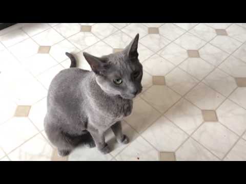 Russian Blue cat: main physical traits and personality based on Lena