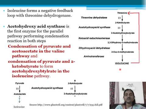 Metabolism of Branched Chain Amino Acids