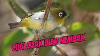 Download lagu Cuci Otak Pleci Biar Nembak, Terapi Sonar Pleci Nembak, Masteran Pleci Nembak mp3