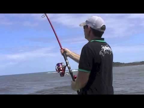 Clarence River Jewfish