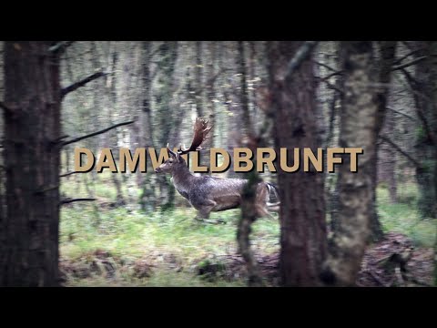 Damhirsch Jagd während der Brunft - Jagdkrone