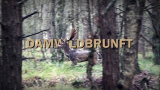 Damhirsch Jagd während der Brunft - Jagdkrone