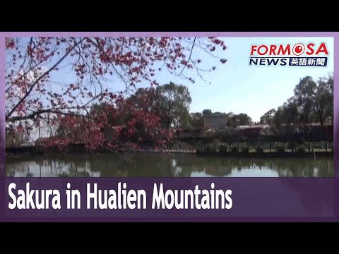Sakura cerca o lago Bihetan na vila montanhosa de Alan Thgahan, em Hualien