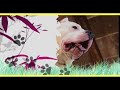 Labrador Retriever - LABRADOR RETRIEVER trailer documentario