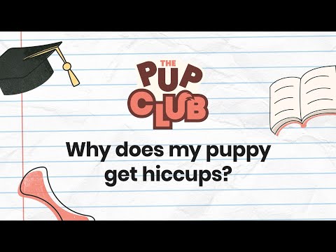 Why Puppies Get Hiccups