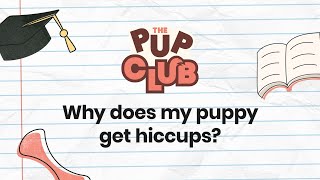 Why Does My Puppy Get Hiccups Vet Explains Causes & Solutions