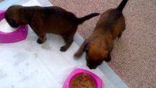 3 week old yorkie russell pups fighting