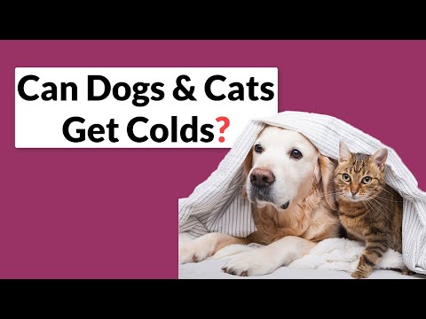 Does My Pet Have a Cold? How to Know and What to Do?