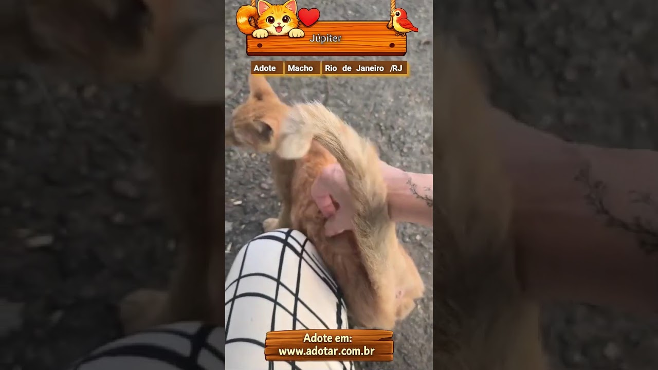 Gato raça SRD-ViraLata idade 2 a 6 meses nome Júpiter 