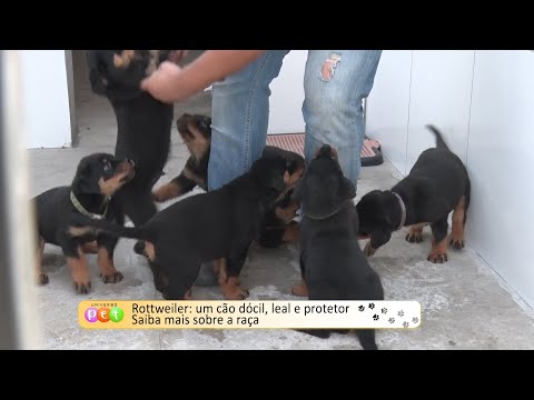 Rottweiler: Um cão dócil, leal e protetor; Saiba mais sobre a raça 26 09 2022