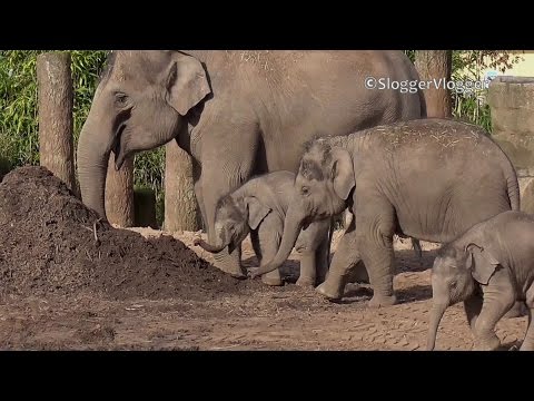 Lunguento di zinco di salitsilovo da pigmentary nota risposte Mirielle le risposte di decolorazione di crema