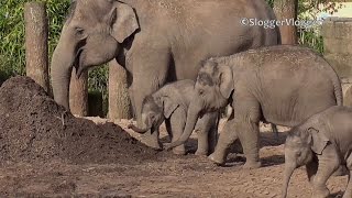 Cute Baby Elephants Mad Noisy Dash Towards Food